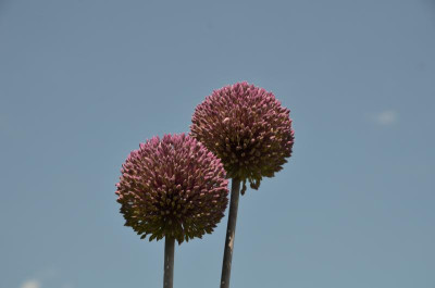 Allium-SummerDrummer.15-2.jpg