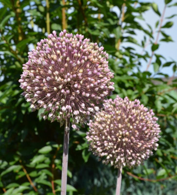 Allium-SummerDrummer.15-3.jpg