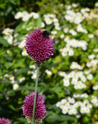 Allium_sphaerocephalon.17-1.jpg