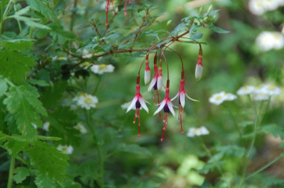 DSC_0445.JPG