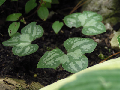hepatica_gefleckt.jpg
