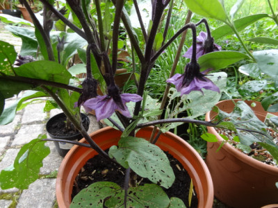 Aubergine.JPG