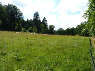 malerischewohlkopfwieseninbeweidung.JPG