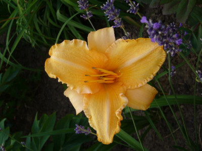 RuffledApricot-2011-6.JPG