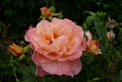 Rose_Augusta Luise.jpg