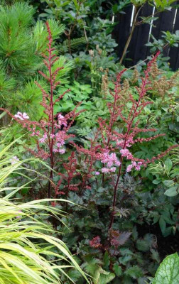 Astilbe-Delft_Lace.14-1.jpg