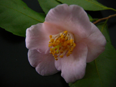 Bellbird.jpg
