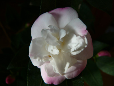 Sweet-Jane.jpg