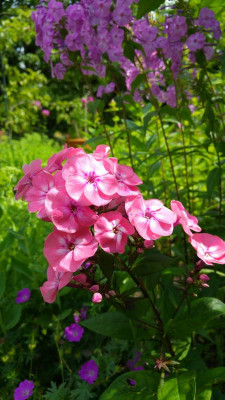 20170703_145255.jpg