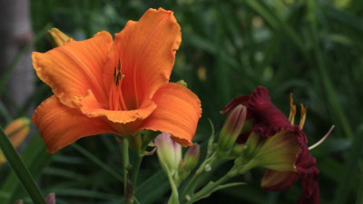GidW - orange.jpg