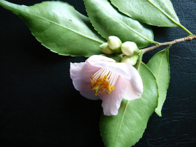 Bellbird07.jpg