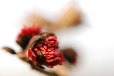 Parrotia-Bluete-Jan07.jpg