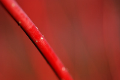 Cornus-Sibirica-Jan07.jpg