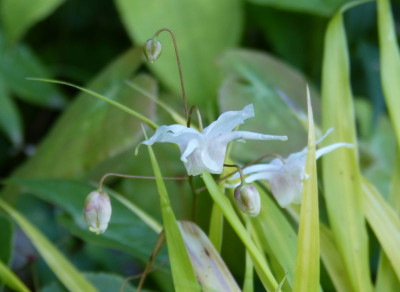 2017-07-04 Epimedium 'Perrine's White'.jpg