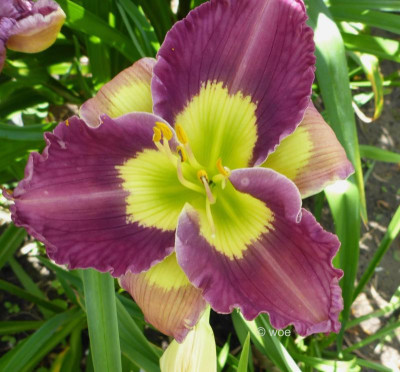 Exotic Emerald 2016.jpg