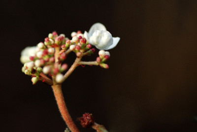 Viburnum-Jan07-k.jpg