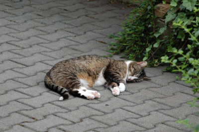 DSC_8827.jpg