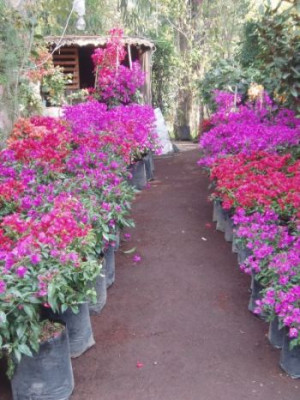 bougainvillea.jpg