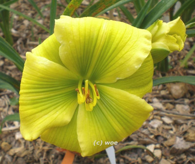 Calypso Green.jpg
