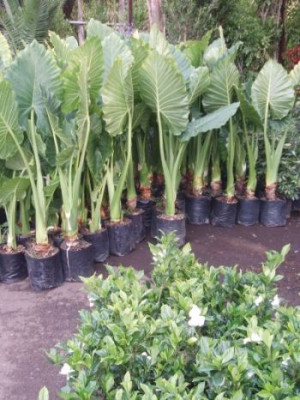 alocasia.jpg