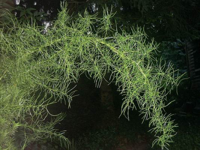 Asparagus_vert._Endranke.jpg