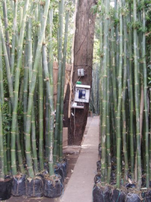 bamboo.jpg