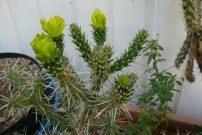 Cylindropuntia_whipplei_1.jpg