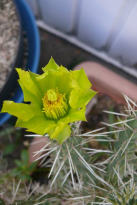 Cylindropuntia_whipplei_2.jpg