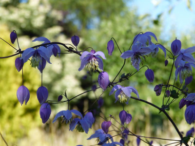 2017-07-04 Thalictrum reniforme.jpg
