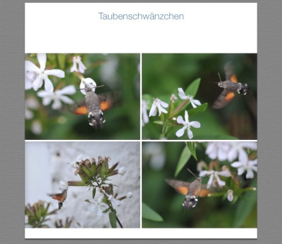 Taubenschwänzchen.jpg