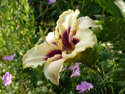 2017-07-05 Hemerocallis 'Piano Man'.jpg