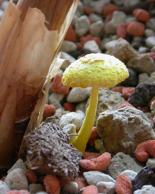 Pilz an Worsleya.jpg