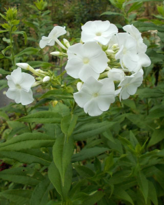 2017-07-01 09.58.18.jpg