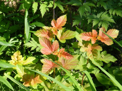 2017-07-06 Physocarpus 'Amber Jubilee'.jpg