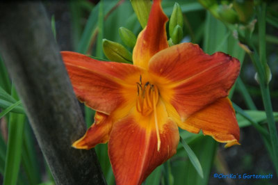 comp_DSC06598.jpg