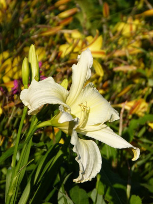 2017-07-06 Hemerocallis 'Berleyer Bianchetta'.jpg