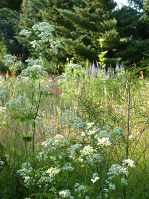 2017-07-06 Gartenimpressionen 2.jpg