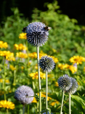 2017-07-06 Gartenimpressionen 4.jpg