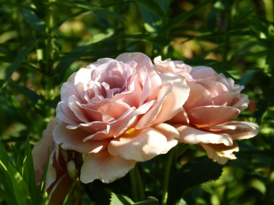 2017-07-06 Rosen 'Mokarosa'.jpg