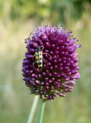 2017-07-06 Insekten Gefleckter Schmalbock.jpg