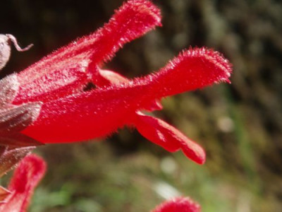 salvia.jpg