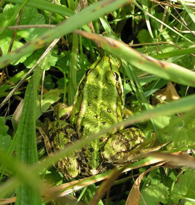 frosch-gruen-02.jpg