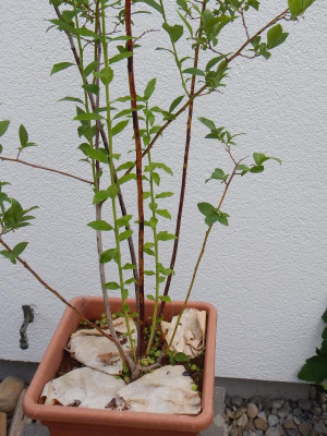 Heidelbeere_3.jpg