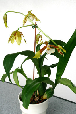 Or_Rossioglossum_grande_RawdonJester01072.jpg