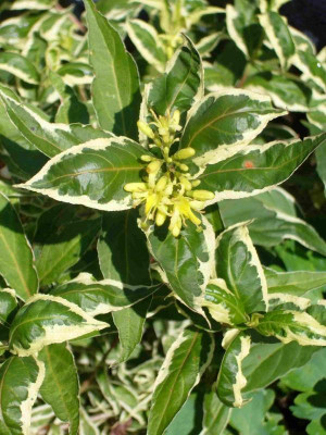 Diervilla sessilifolia-13-1.jpg
