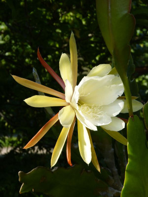 2017-07-06 Epiphyllum.jpg