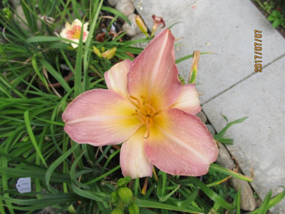 IMG_5069 small.jpg