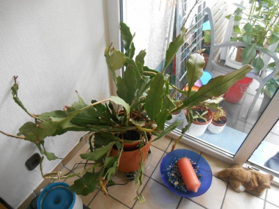 DSCN1384.JPG