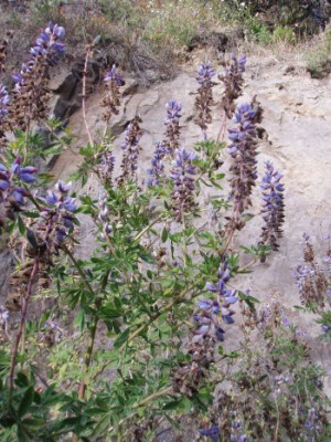 lupinus.jpg