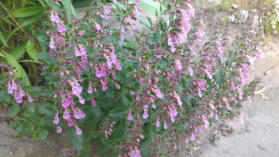 20170707_201058.jpg